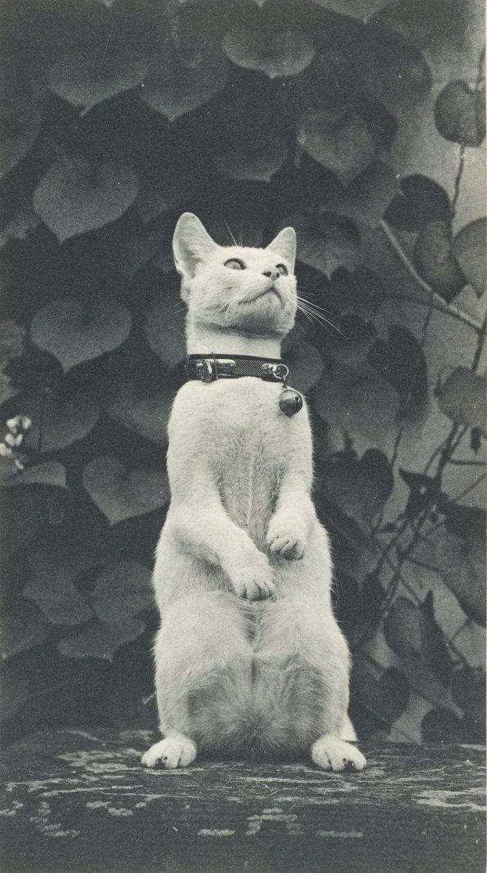Gato en el patio de Eakins, c. 1880-1890 de Thomas Eakins