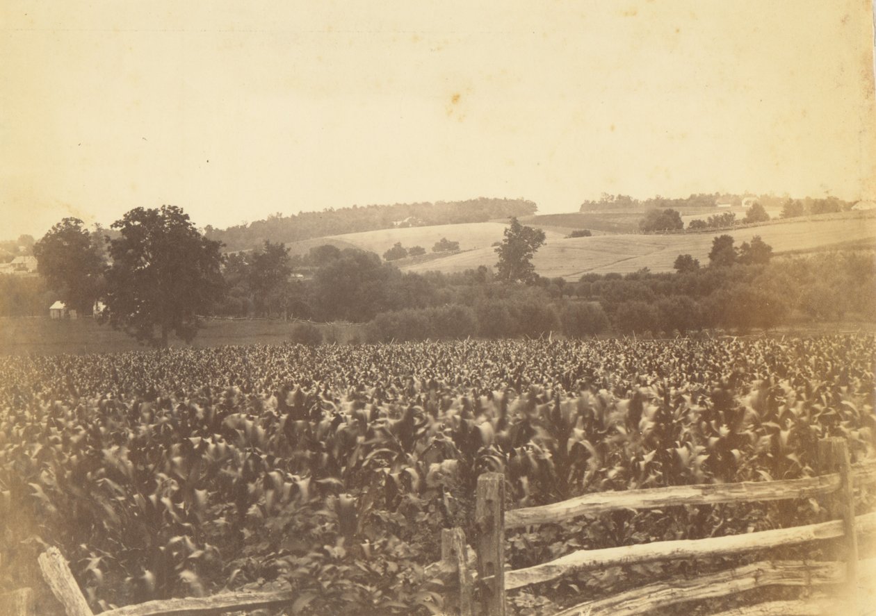 [Cornfield, Avondale, PA] de Thomas Eakins
