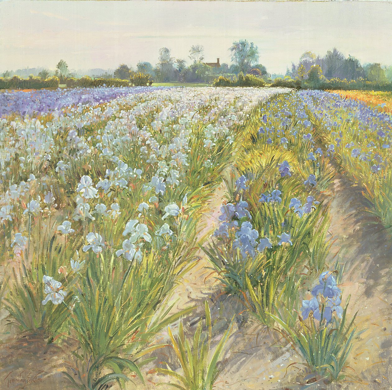 Iris azules y blancos, Wortham de Timothy Easton