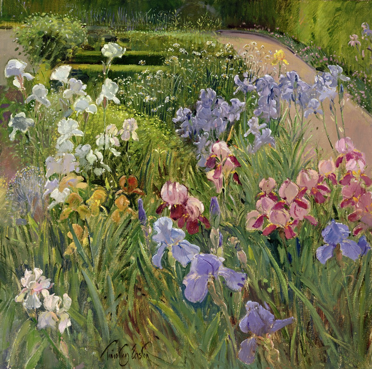 Iris en Bedfield de Timothy Easton
