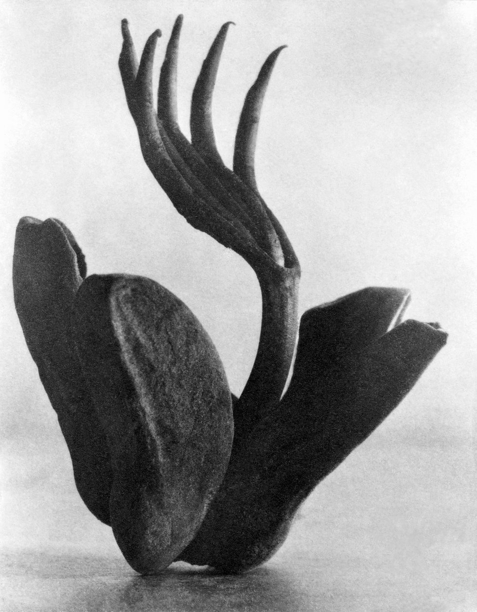 Flor de Manita, Ciudad de México, 1925 de Tina Modotti