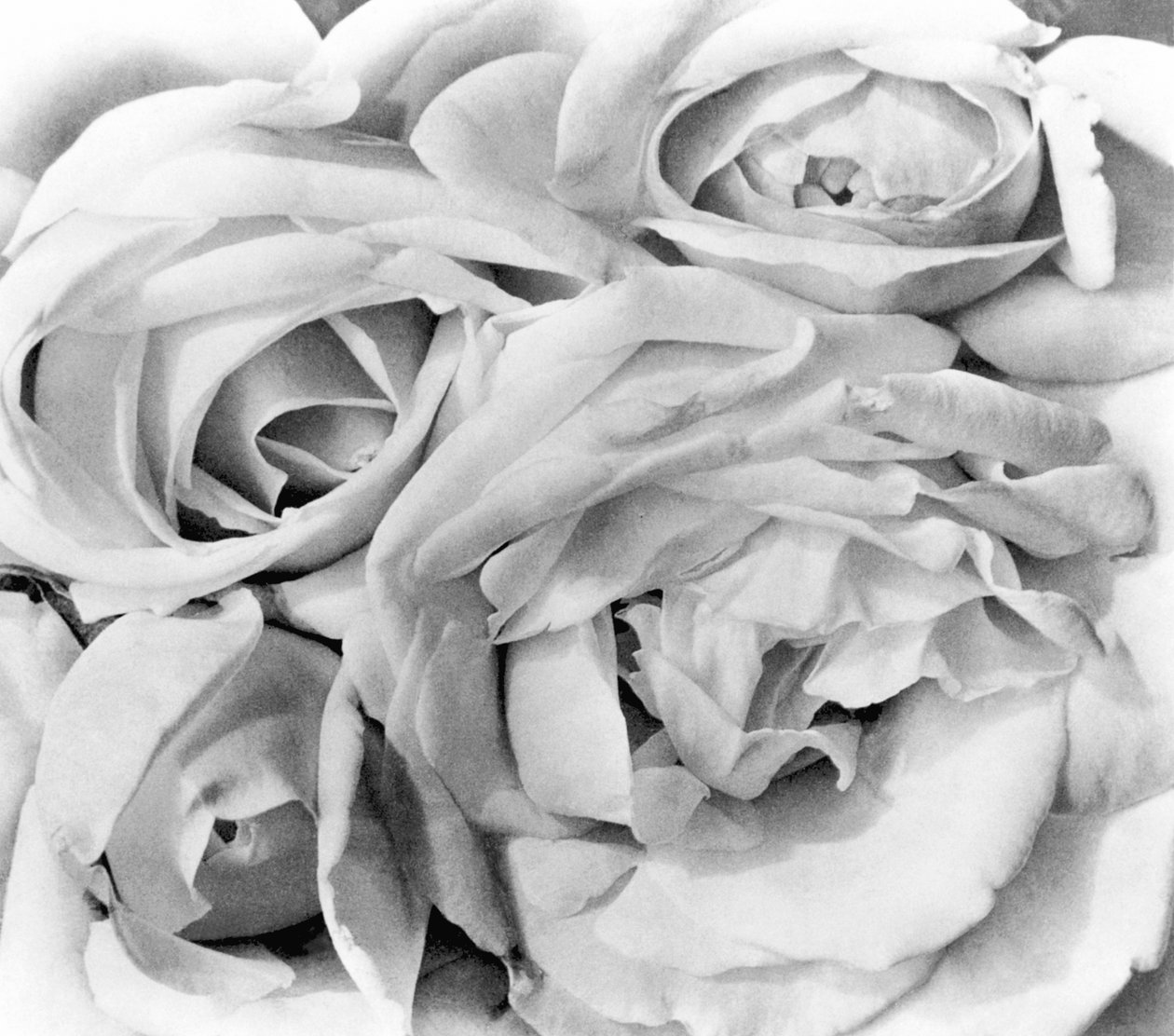 Rosas, Ciudad de México, 1924 de Tina Modotti