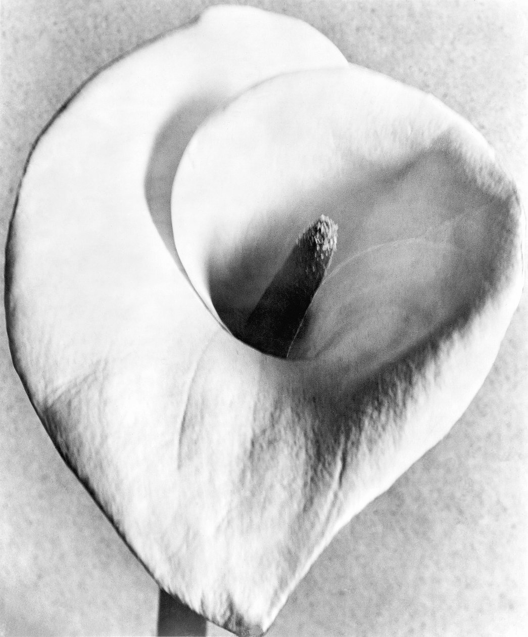 Cala, Ciudad de México, 1925 de Tina Modotti