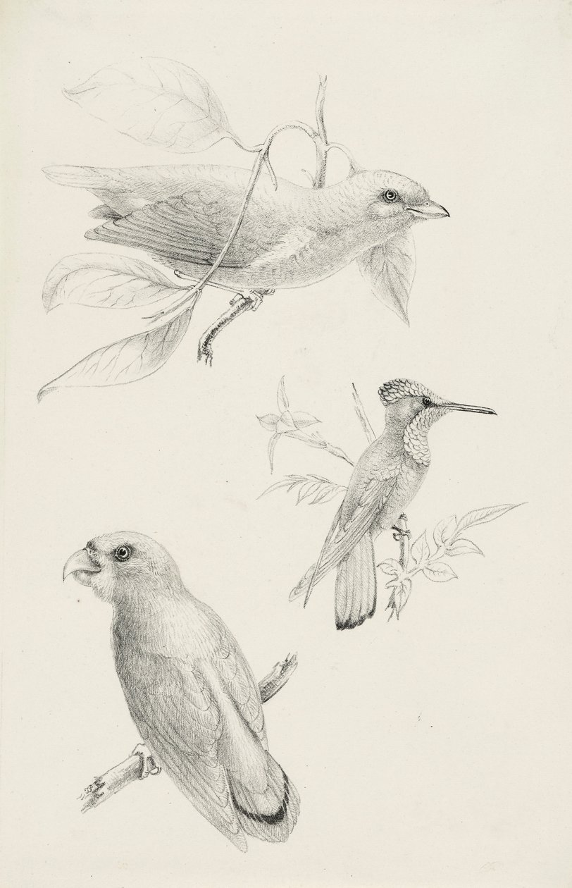 Tres pájaros de Titian Ramsay Peale