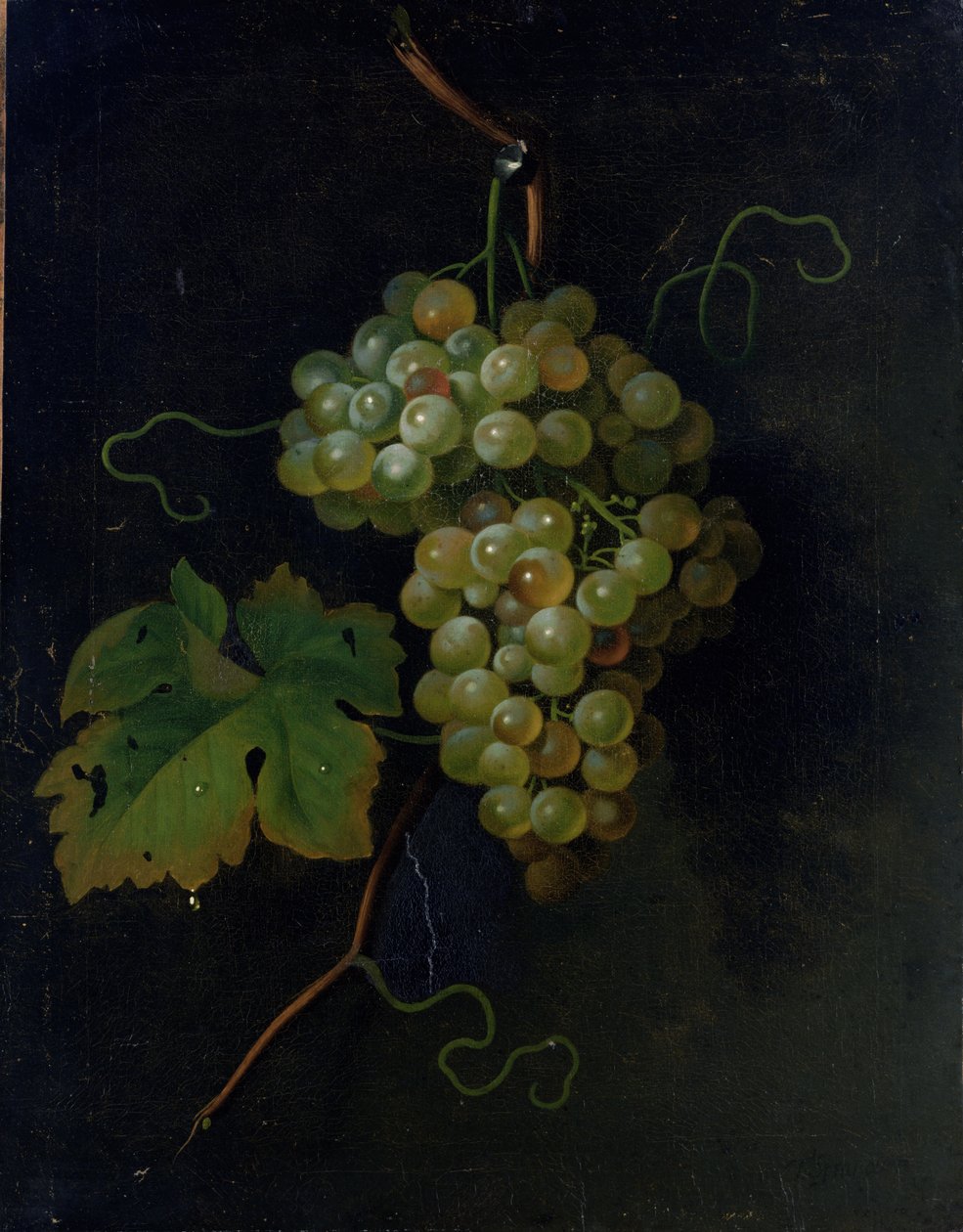 Uvas de Tobias Stranover