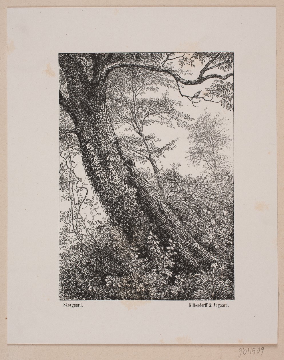 Un tronco de árbol de Ubekendt