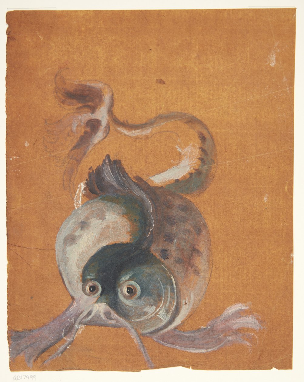 Foca de Ubekendt