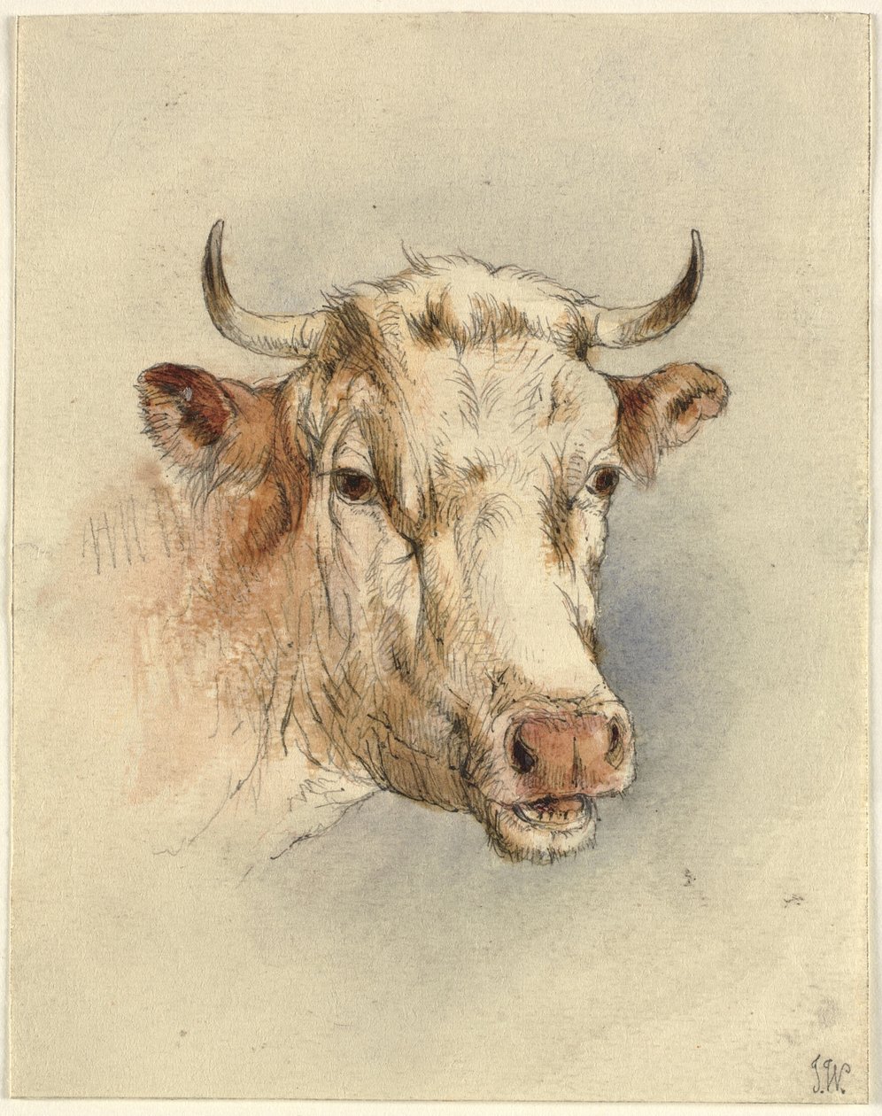 Cabeza de un toro de Ubekendt KKSgb7508 KKSgb7512
