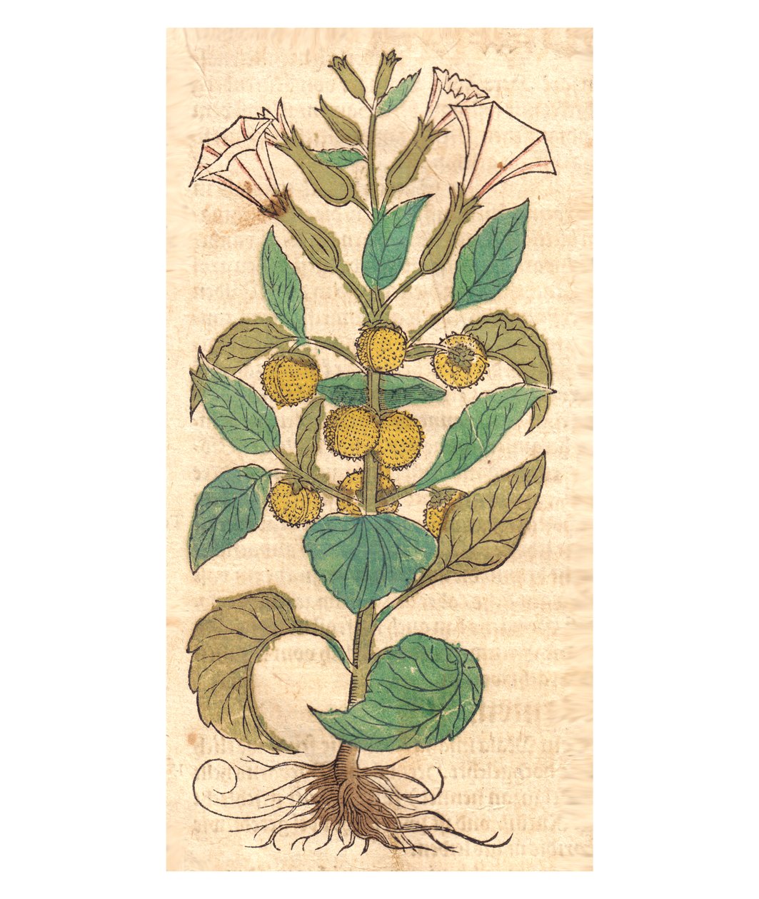 Ilustración de Datura metel de Unbekannt Unbekannt