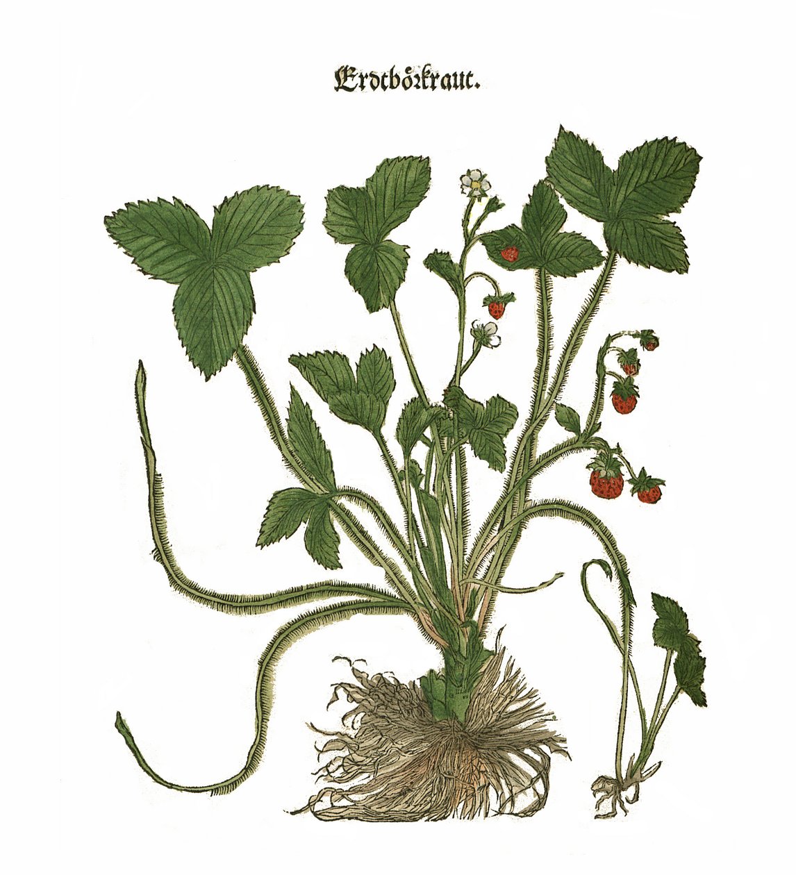 Ilustración de fresa de Unbekannt Unbekannt