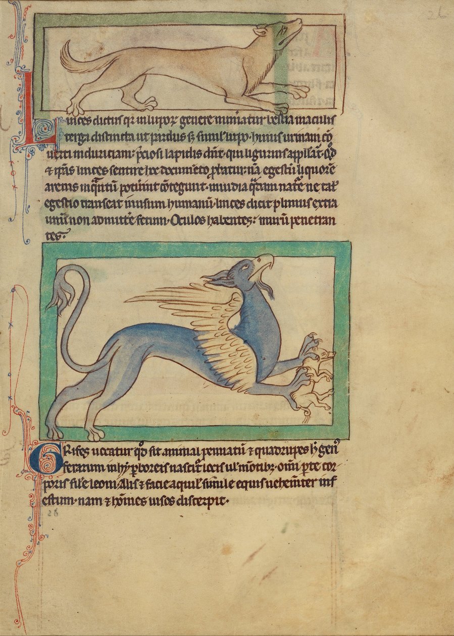 Un lince; Un grifo de Unbekannt Unbekannt
