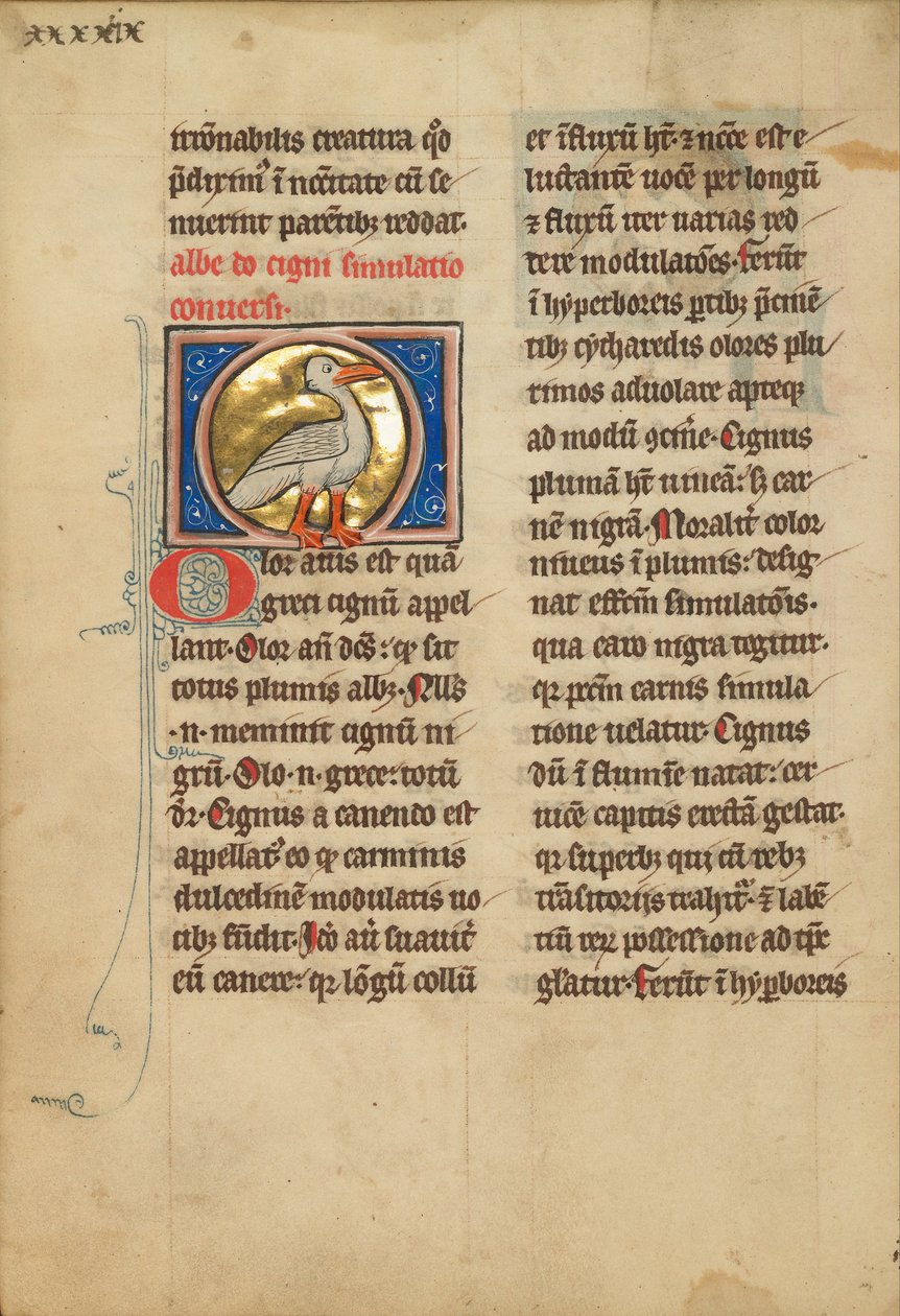 Un cisne de Unbekannt Unbekannt