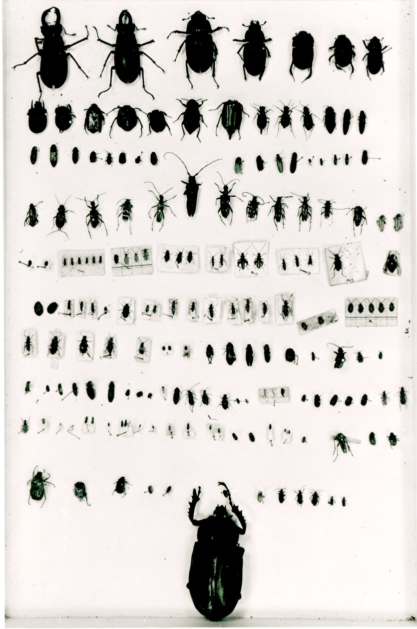 Colección de insectos de Darwin de Unbekannt Unbekannt