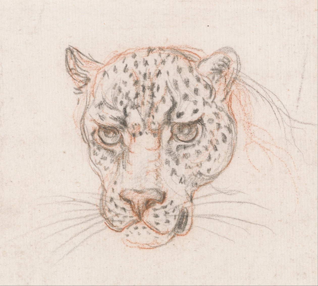 Cabeza de un leopardo de Unbekannt Unbekannt