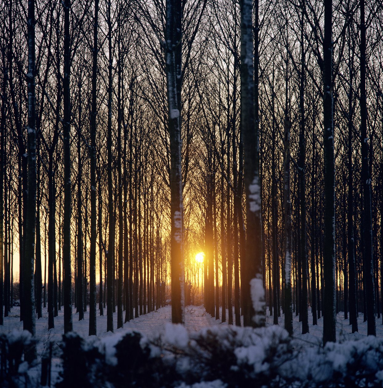 Puesta de sol de invierno a través de los árboles, North Benfleet, Essex de Unbekannt Unbekannt