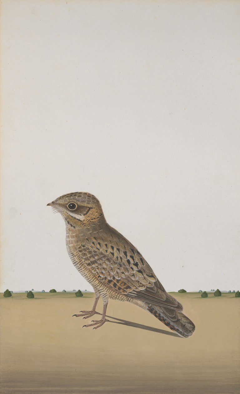 Un chotacabras indio común Caprimulgus asiaticus, ca. 1780 de Unbekannt