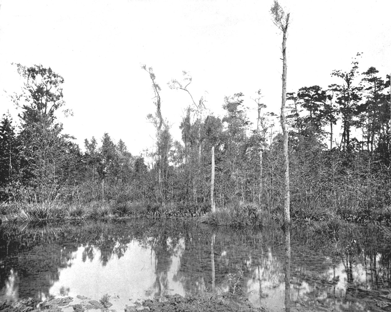 Un pantano de Luisiana, EE.UU., c1900 de Unbekannt