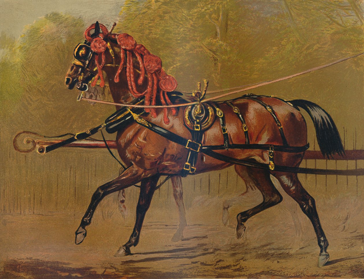 Un caballo de carroza estatal, c1879 de Unbekannt