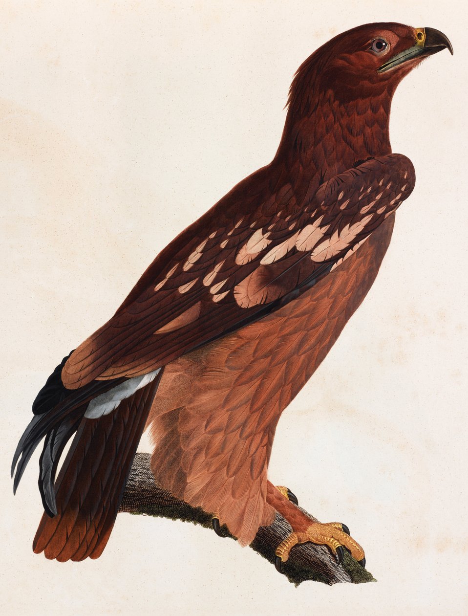 Ilustración a color de un pájaro marrón de Unbekannt