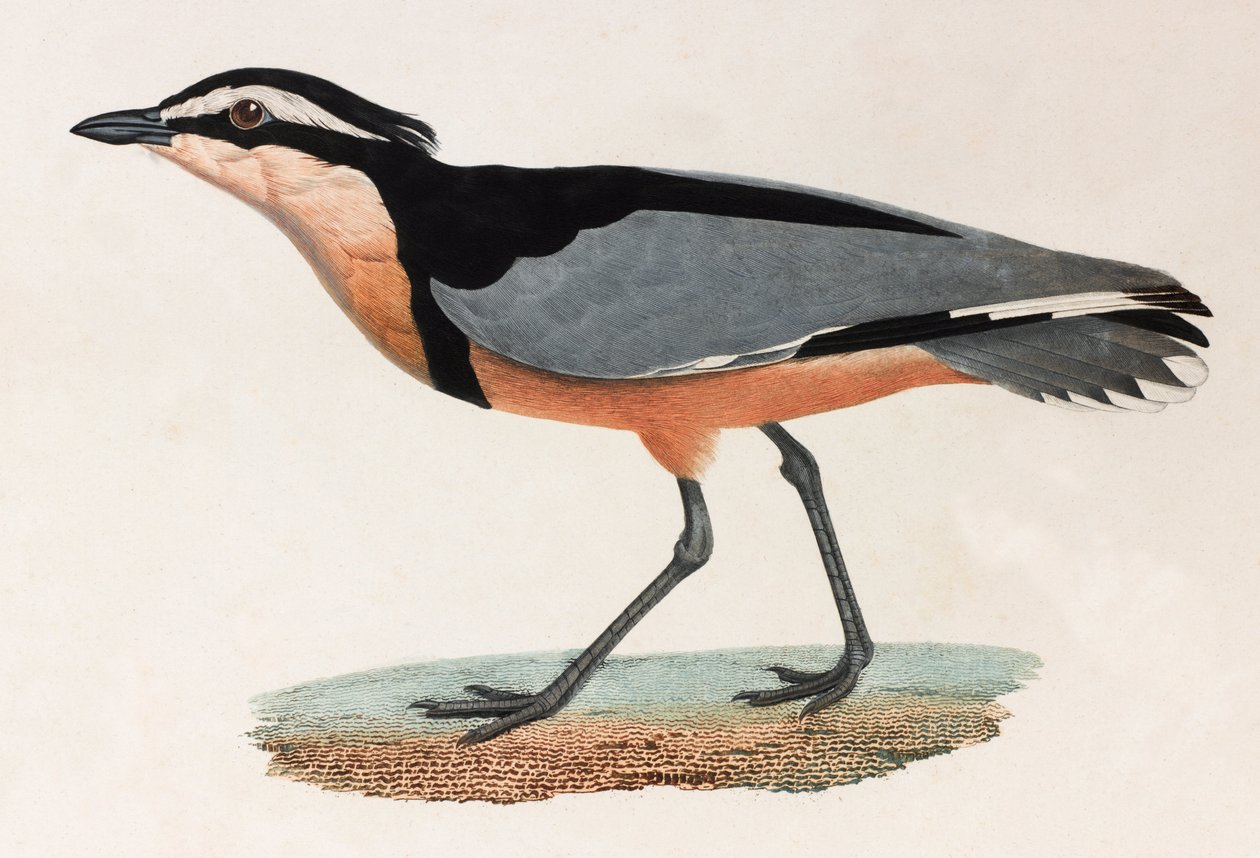 Ilustración a color de un pájaro de Unbekannt