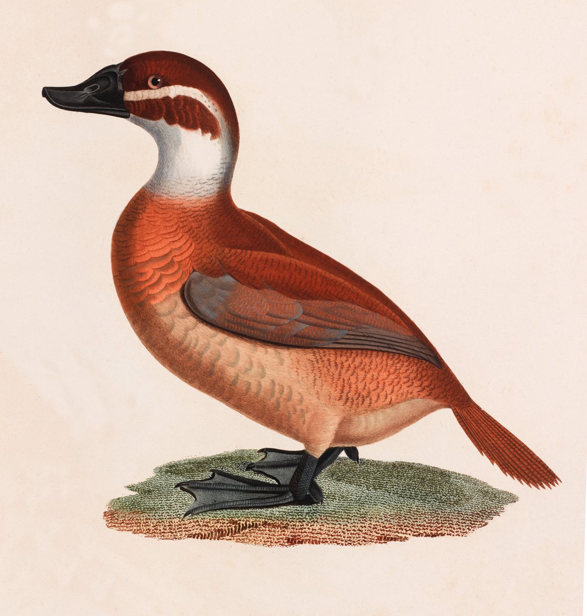 Ilustración a color de un pato marrón de Unbekannt