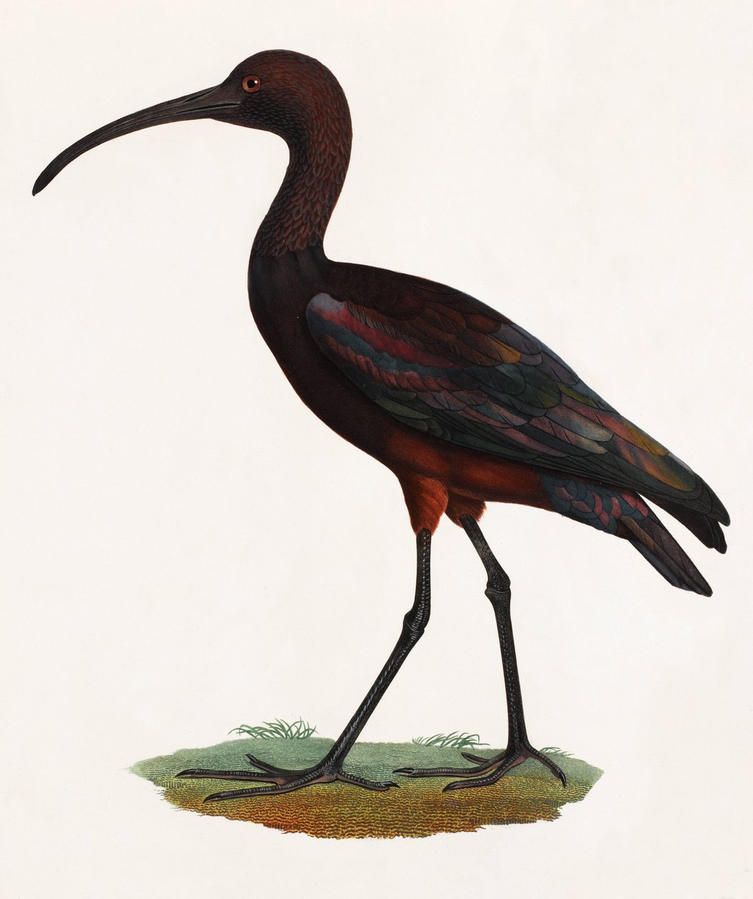 Ilustración a color de un pájaro de pico largo de Unbekannt