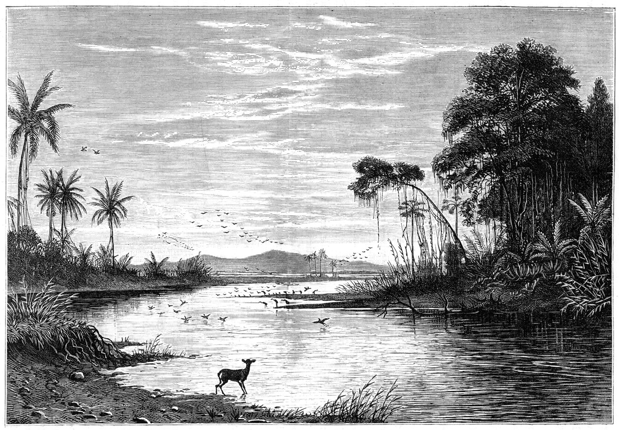 Una escena de río en Venezuela, 1877 de Unbekannt