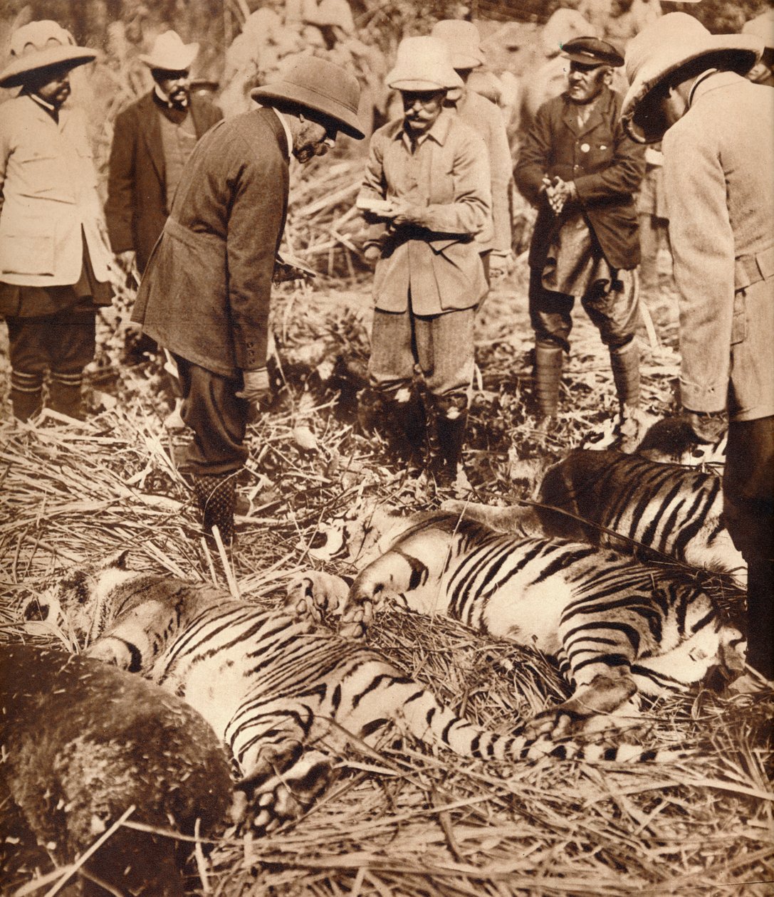 Una bolsa real de tigres, 1911 1935 de Unbekannt
