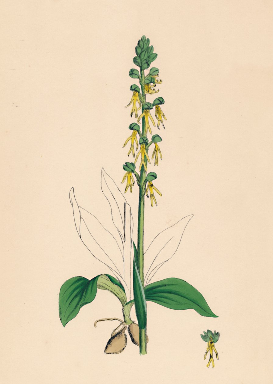 Aceras anthropophora. Orquídea hombre de Unbekannt