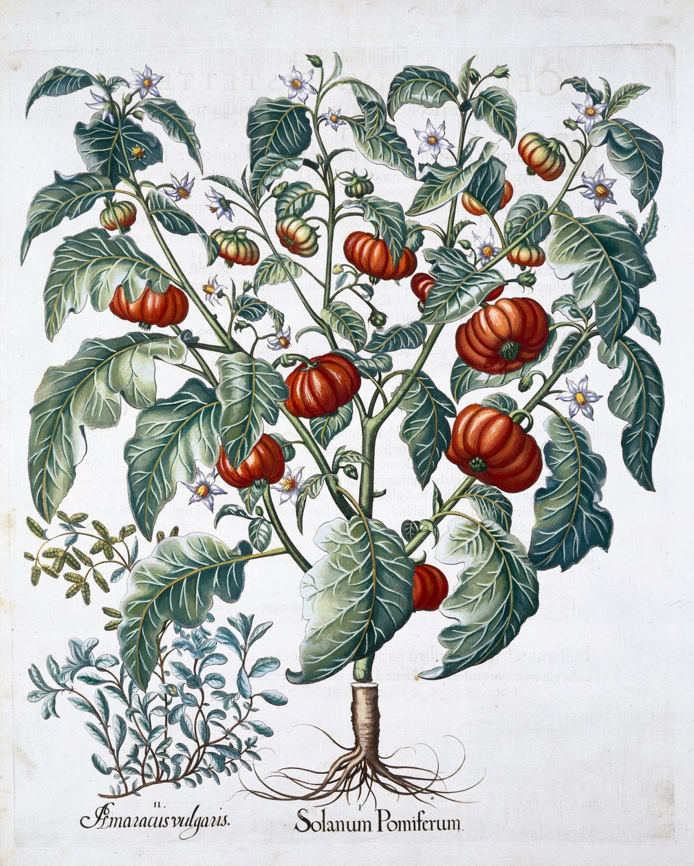 Plantas de tomate africano y mejorana de Unbekannt
