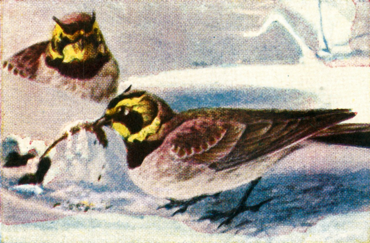 Alondras alpinas, c. 1928 de Unbekannt