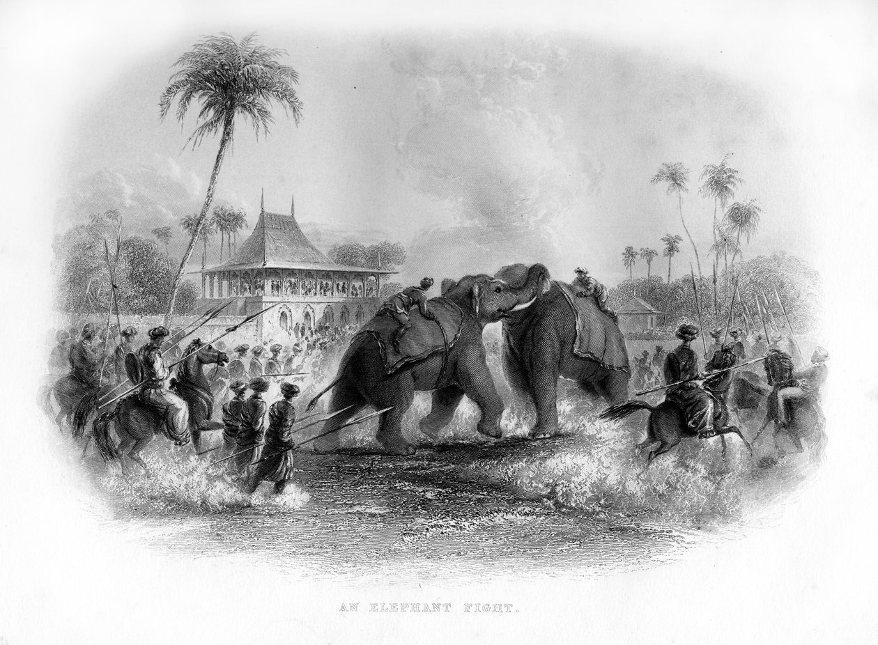Una pelea de elefantes, India, siglo XIX de Unbekannt