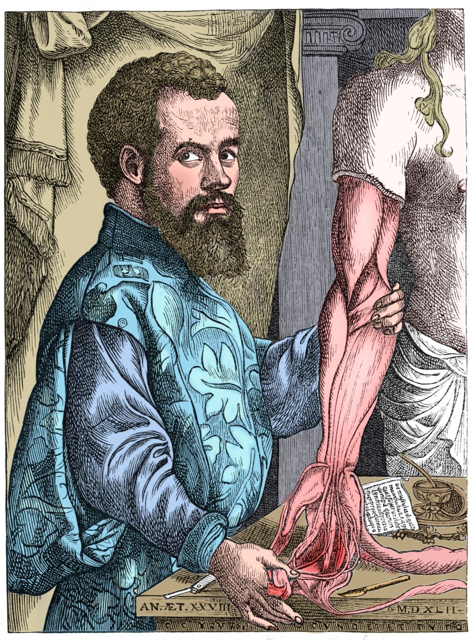 Andreas Vesalius, anatomista flamenco del siglo XVI de Unbekannt