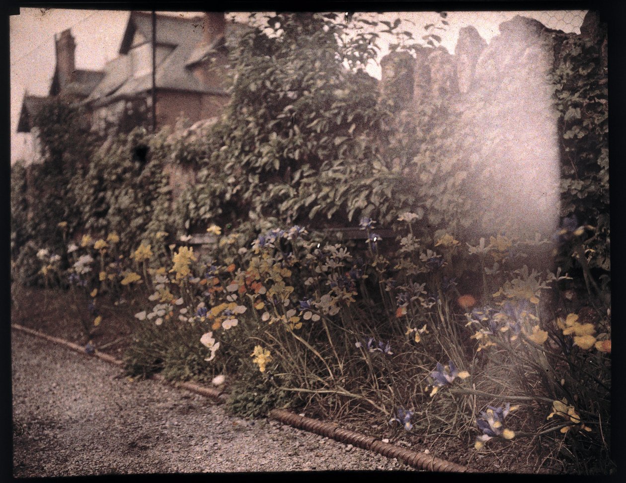 Autocromo de flores, c 1908 de Unbekannt