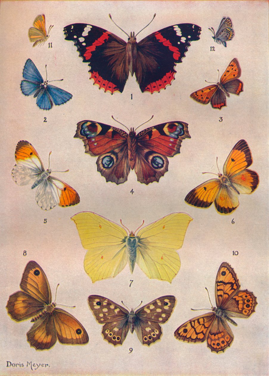 Hermosas Mariposas de las Islas Británicas, c. 1934 de Unbekannt