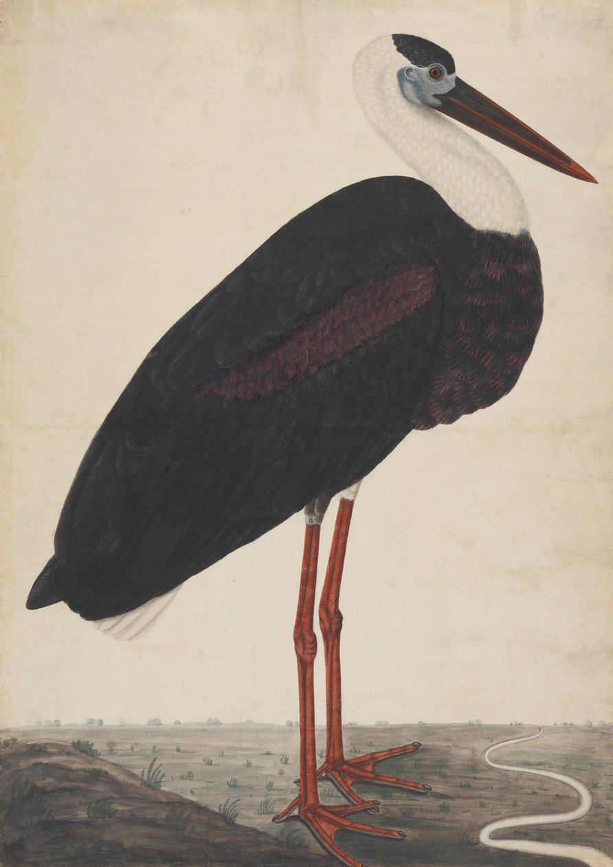 Cigüeña negra en un paisaje, ca. 1780 de Unbekannt