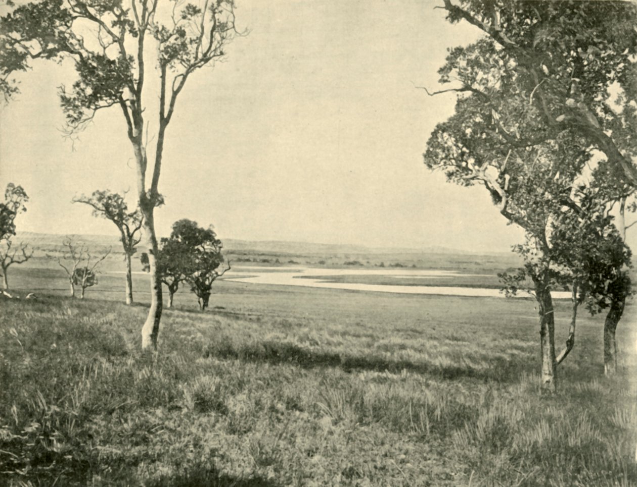 Laguna del Cisne Negro, cerca de Warwick, Queensland, 1901 de Unbekannt