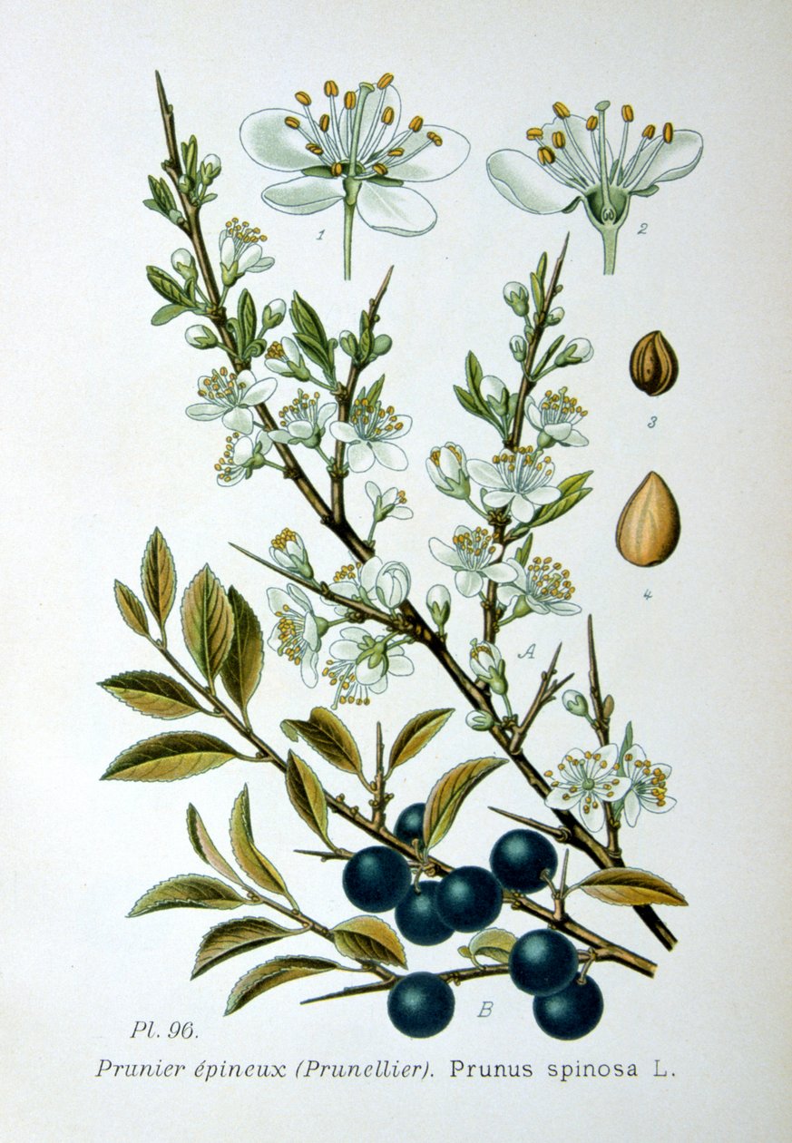 Endrino, 1893 de Unbekannt