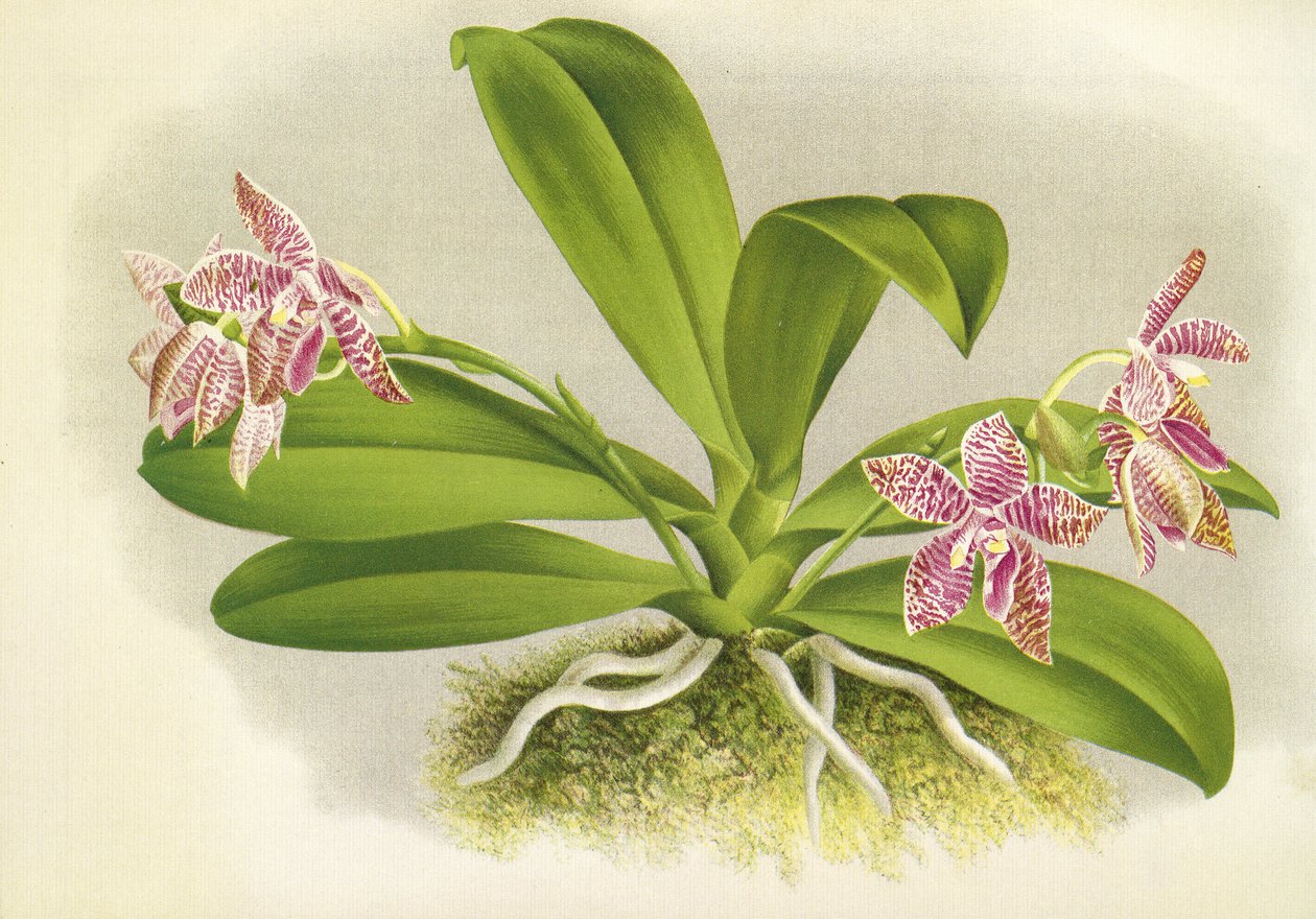 Lámina botánica/Phalaenopsis luddemanniana/Lindenia de Unbekannt