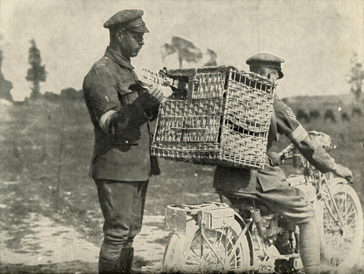 Palomas mensajeras del ejército británico en Francia, 1919 de Unbekannt