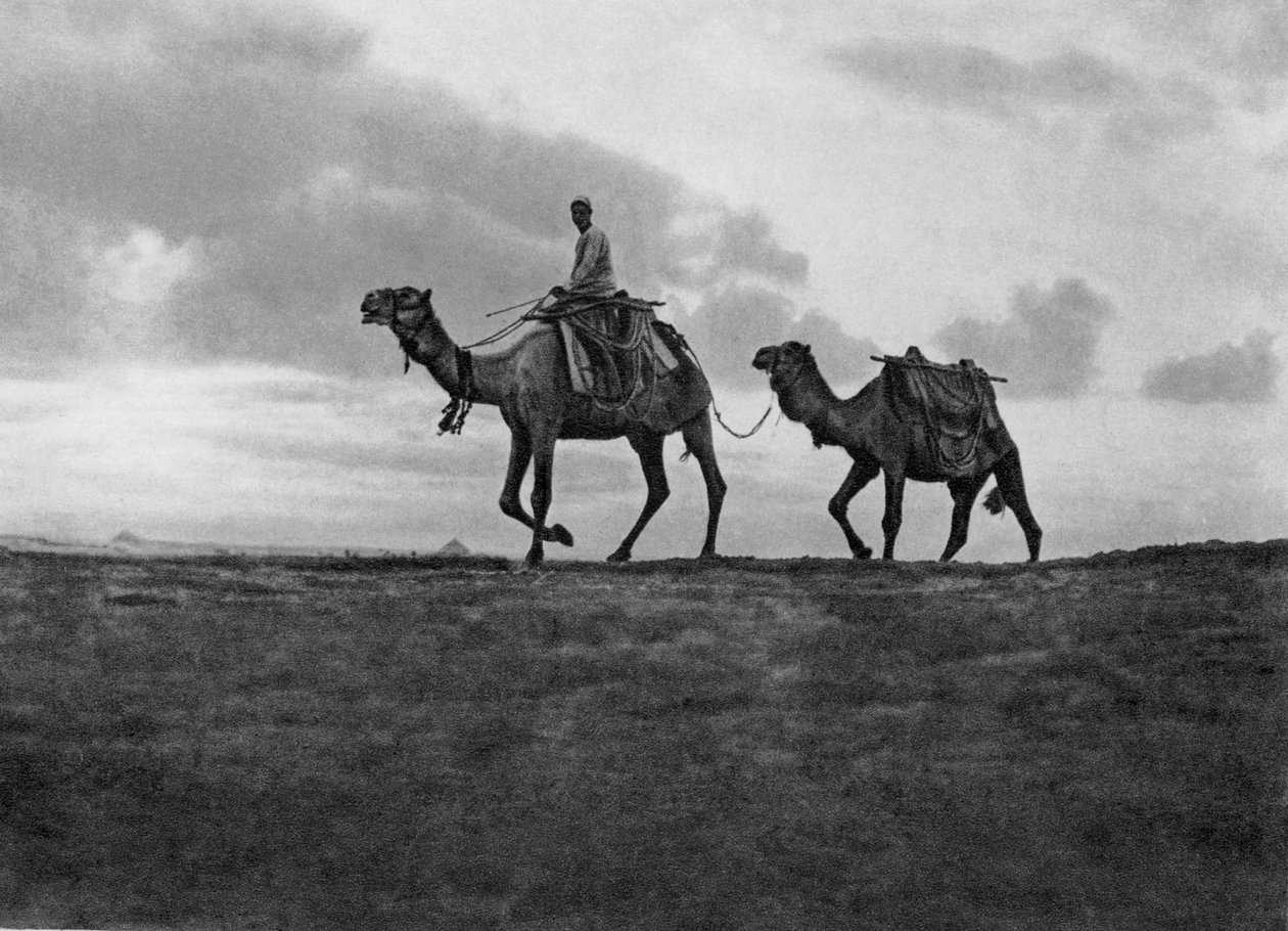 Camellos en el desierto fuera de El Cairo, Egipto, c. 1920s de Unbekannt