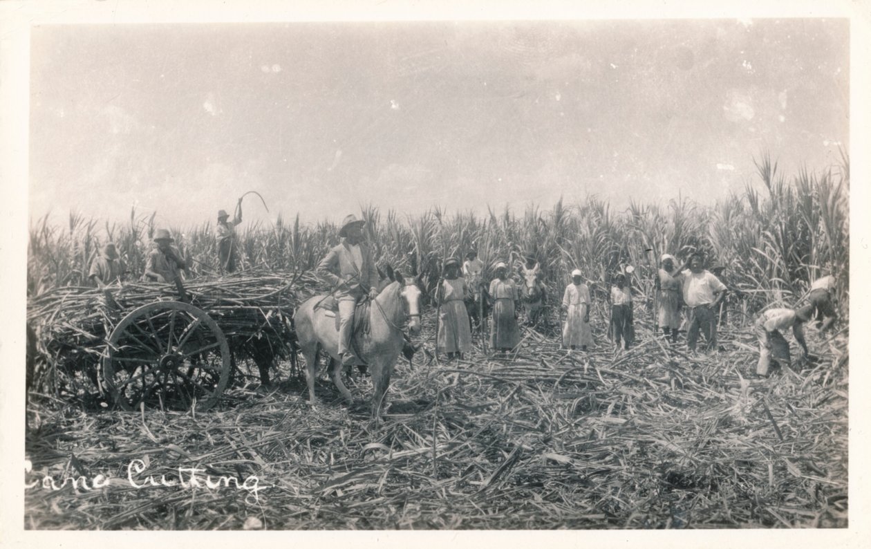 Corte de caña, c1930 de Unbekannt
