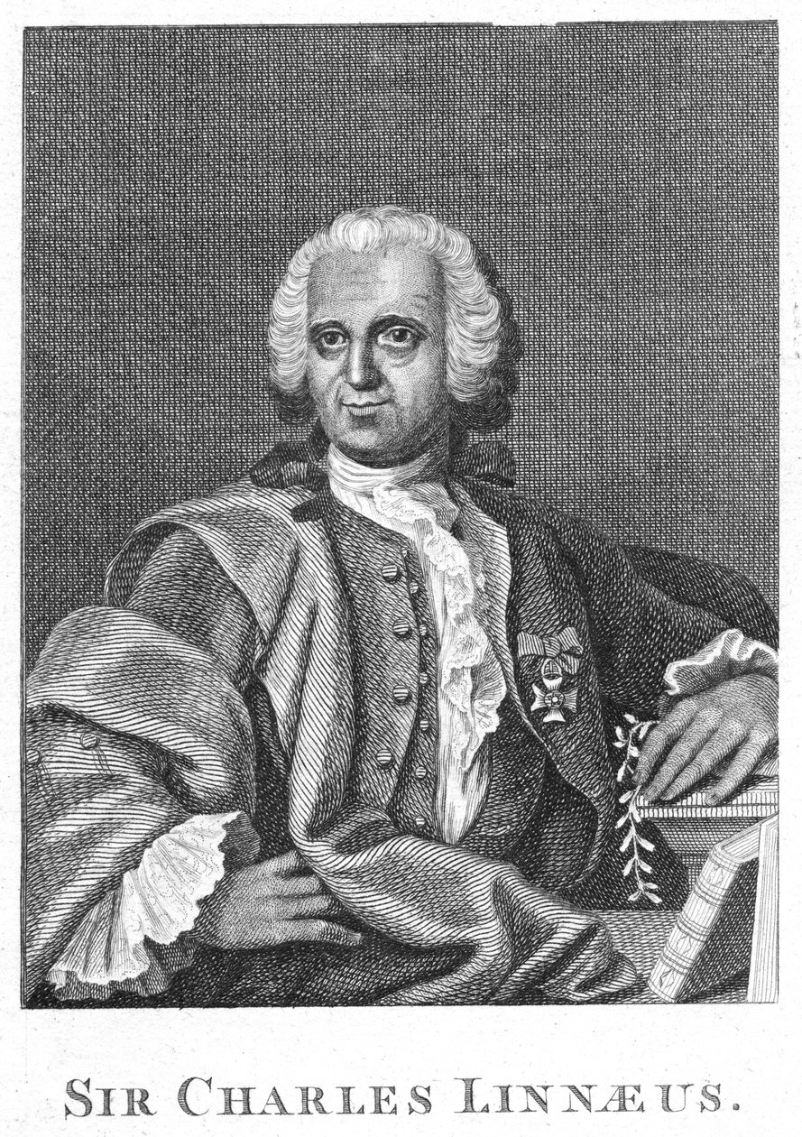 Carolus Linnaeus, naturalista sueco del siglo XVIII de Unbekannt
