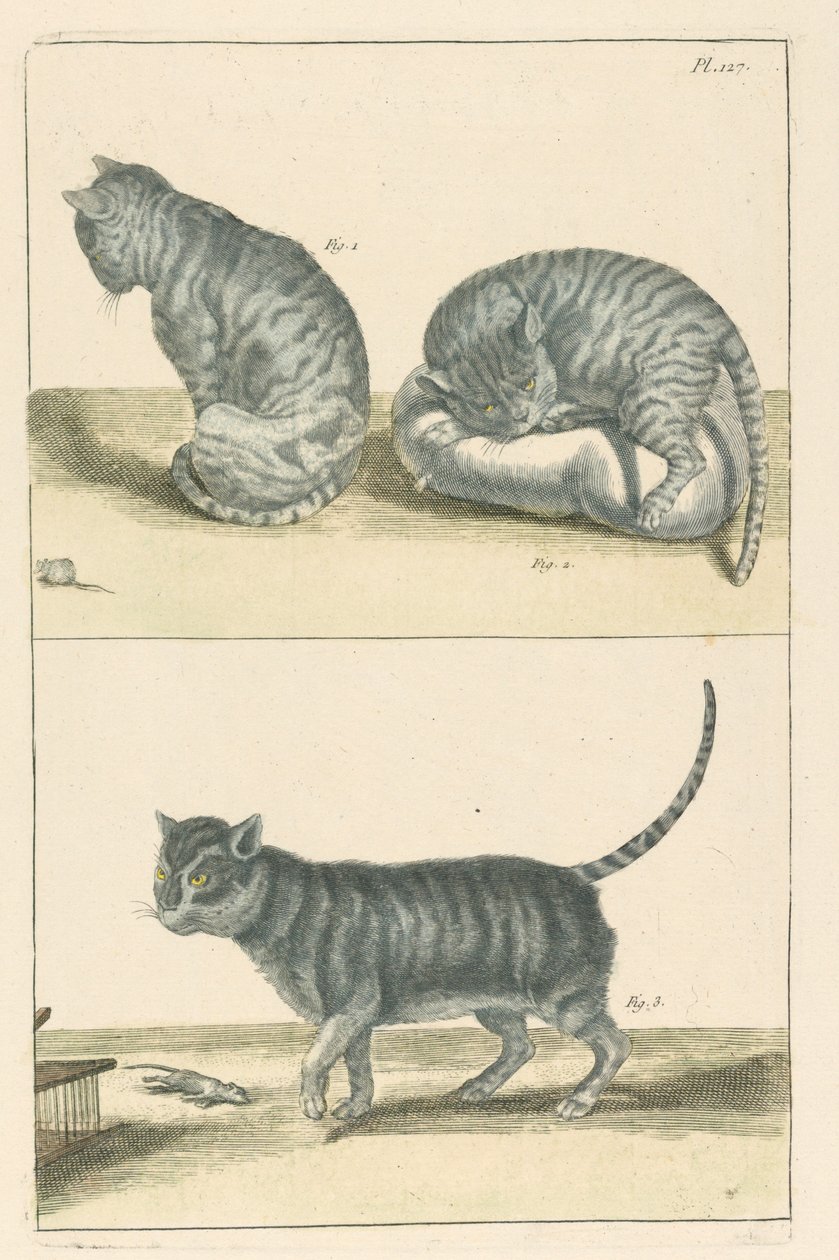 Gatos de Unbekannt