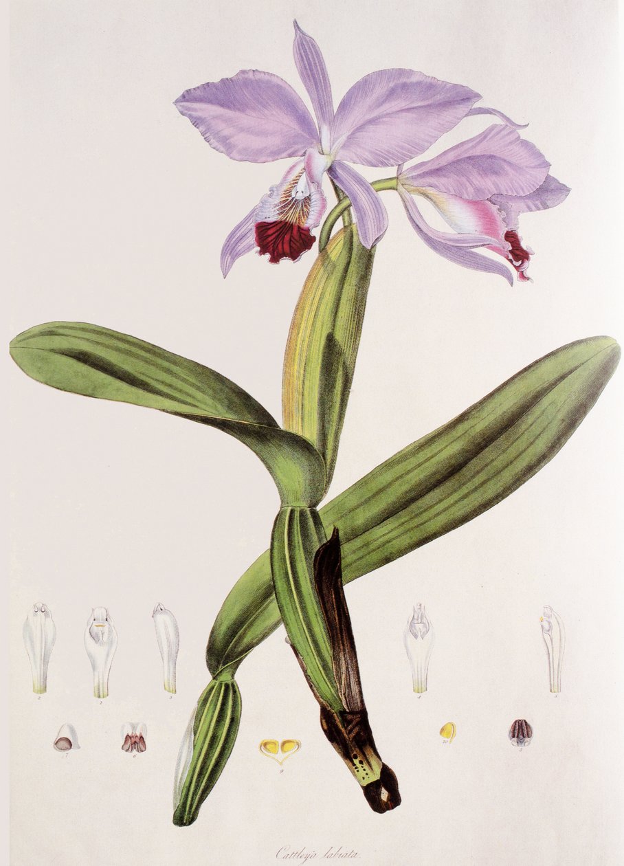 Cattleya labiata de Unbekannt
