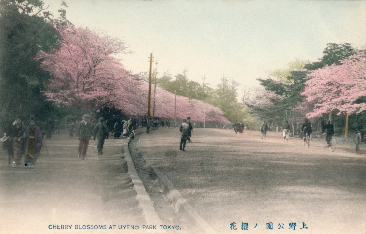 Cerezos en flor en el Parque Uyeno Tokio, c. 1910 de Unbekannt