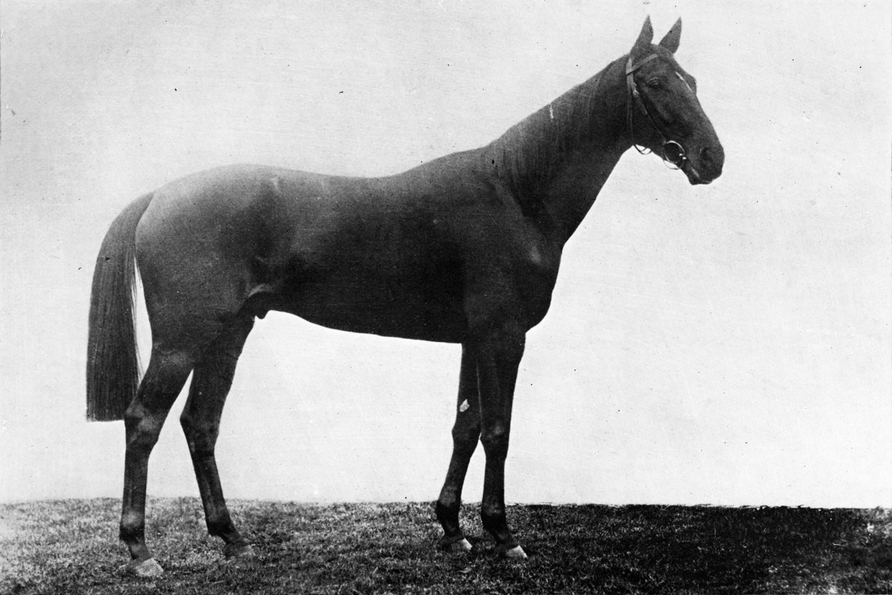Margarita de Navidad, 1911 de Unbekannt