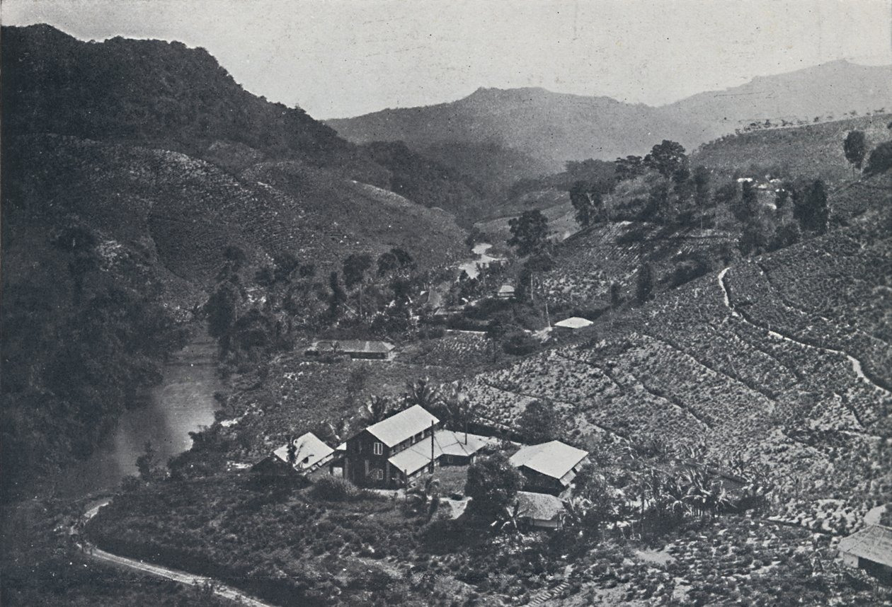 Plantación de té cingalés, 1924 de Unbekannt
