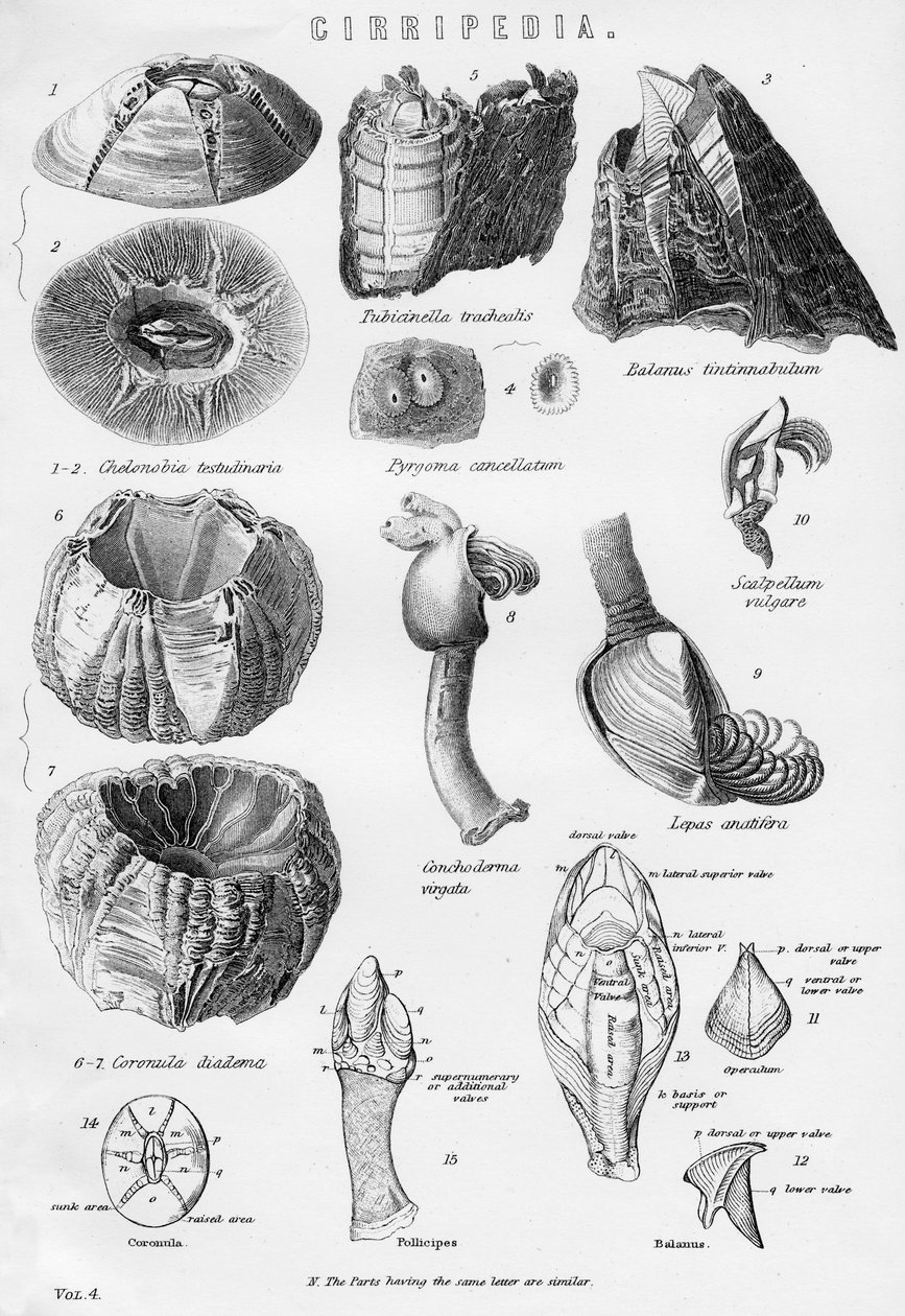 Cirripedia, siglo XIX de Unbekannt