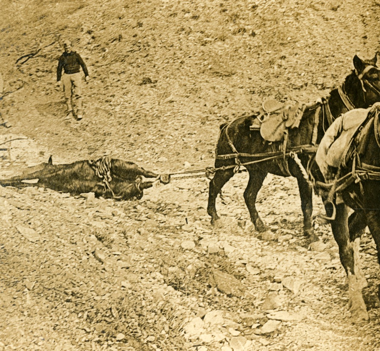 Despejando el campo de batalla, c1914-c1918 de Unbekannt